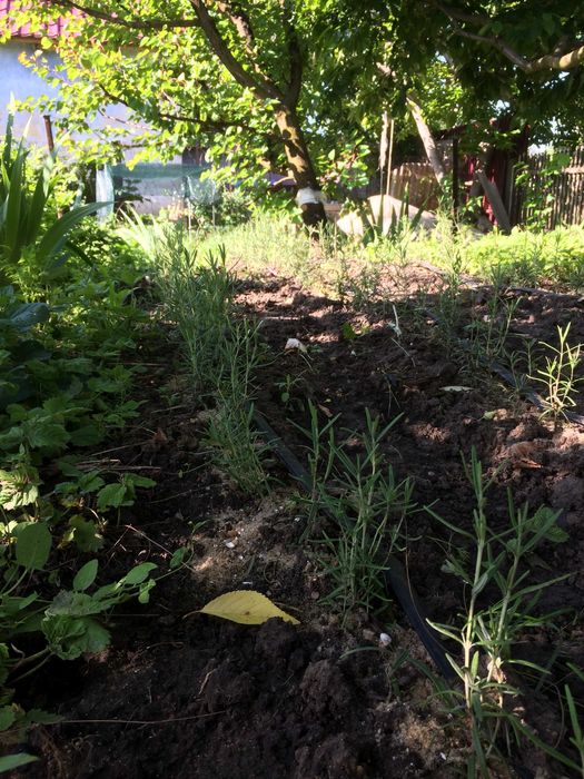 Саджанці розмарину, Саженцы розмарина