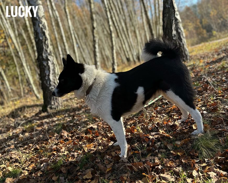 Suczka łajka do adopcji. Za darmo. Lucky