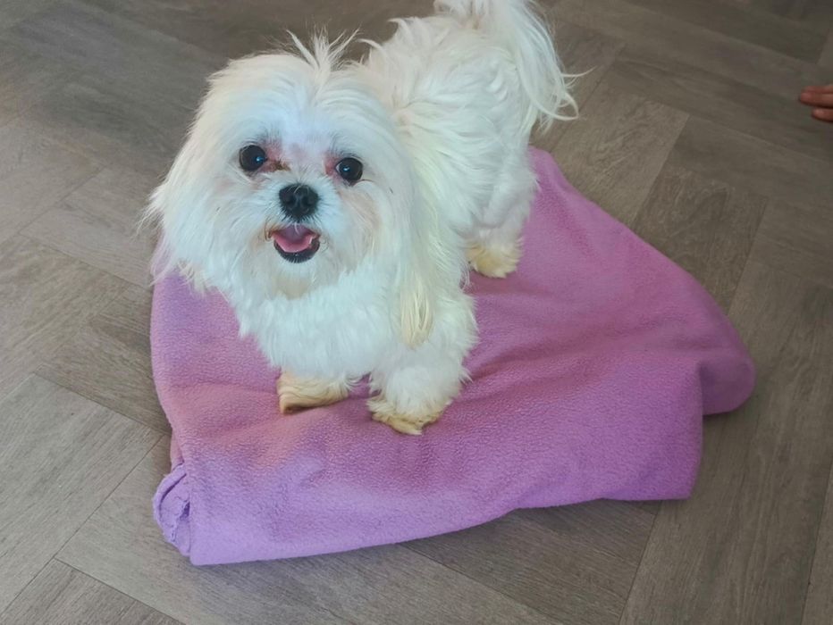 mini maltańczyk- REPRODUKTOR