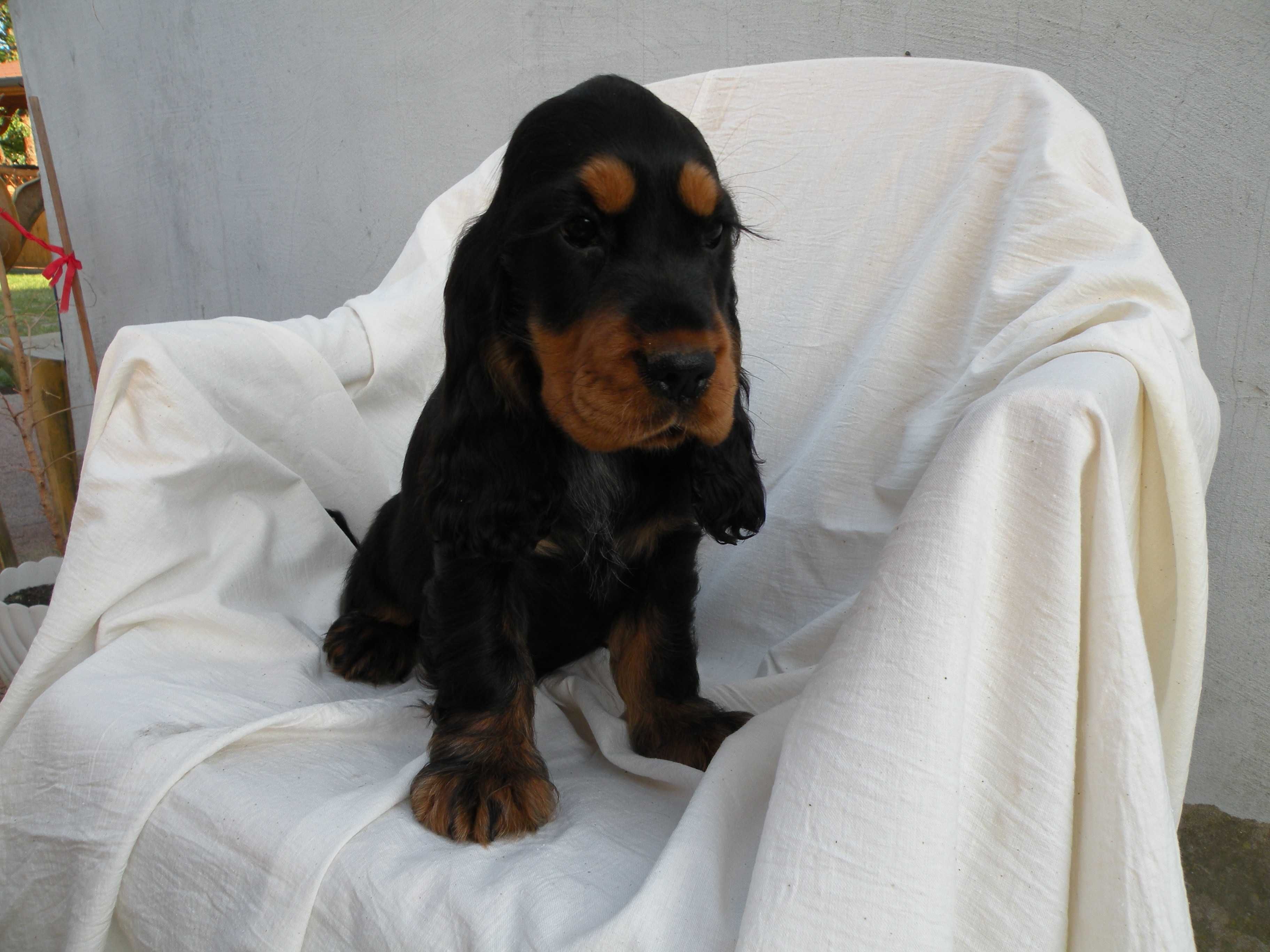 cocker spaniel angielski