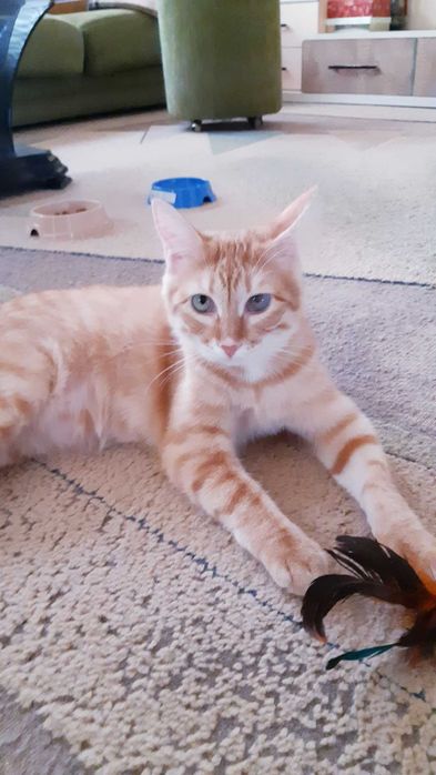 Отдам в добрые руки кошечку Хани