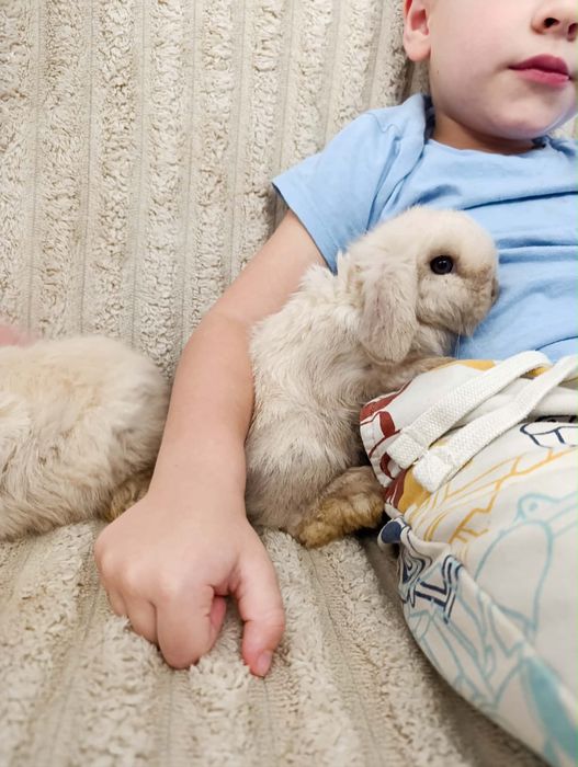 Królik miniaturka króliki mini lop