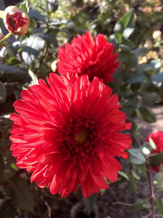 Гортензия Анабель, Георгины (жоржини), клубни