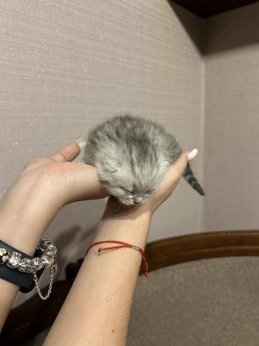 Кошеня хлопчик віскас