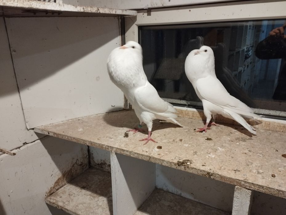 Garłacz garłacze stawak gołębie ozdobne