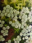Salvinia  natans 10 szt.