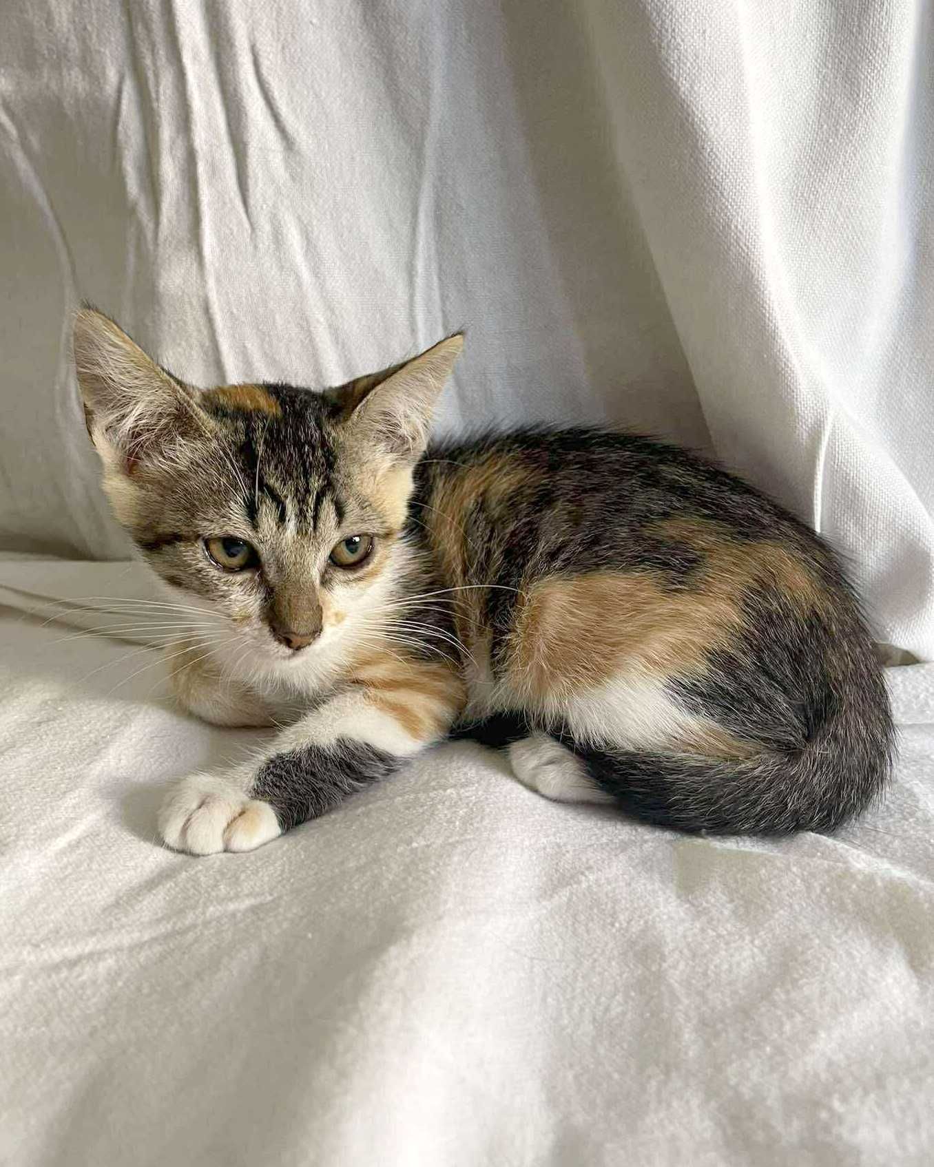 Setúbal / Margem Sul / Lisboa — ANNA, gatinha para adoção