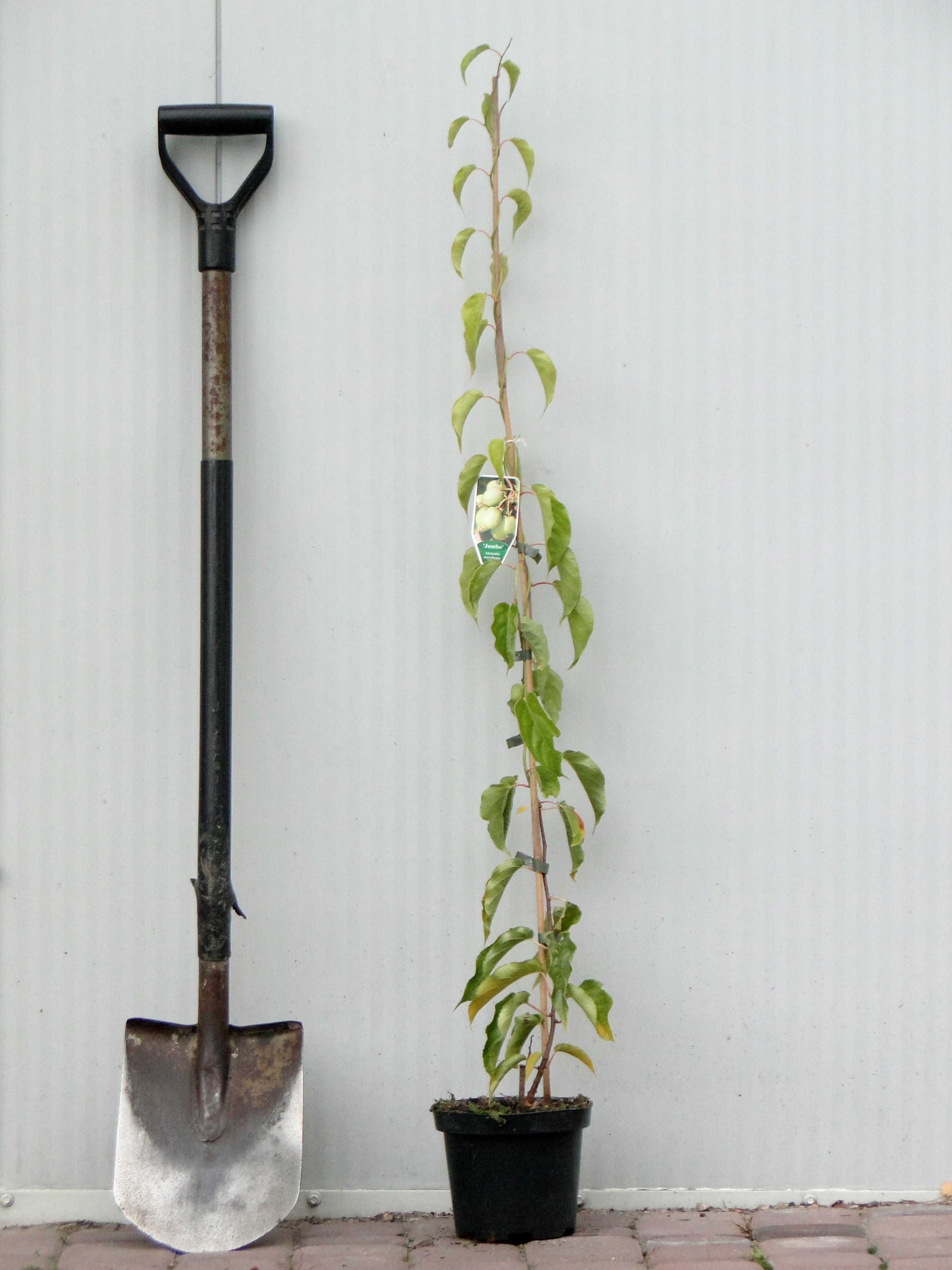 Actinidia arguta (mini kiwi) sadzonki C2 + bamb. 105 cm