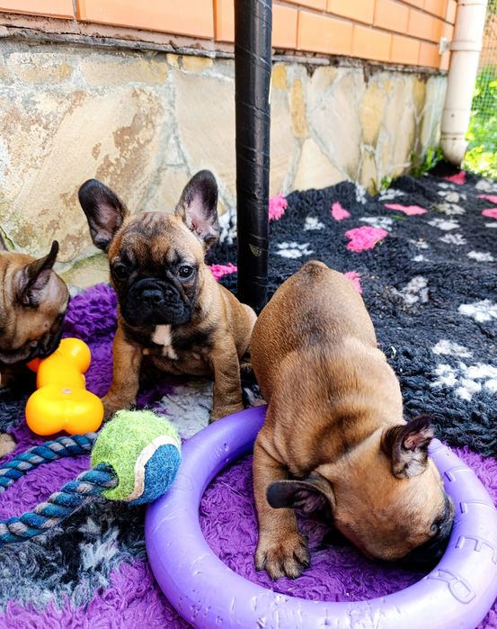 Детки французики