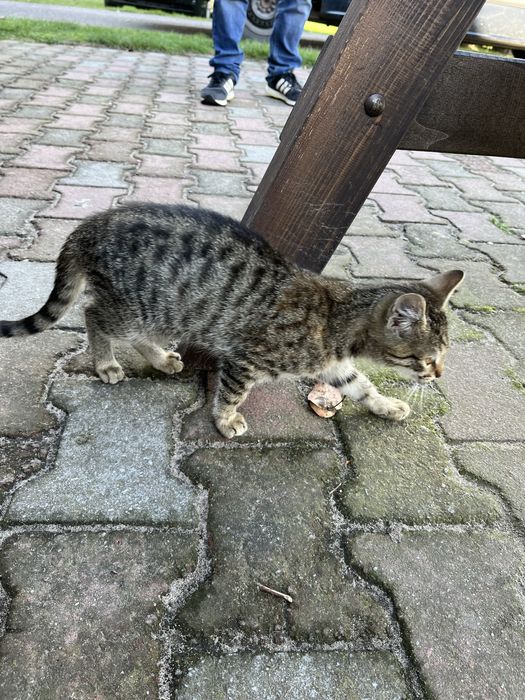 Oddam kotki w dobre ręce