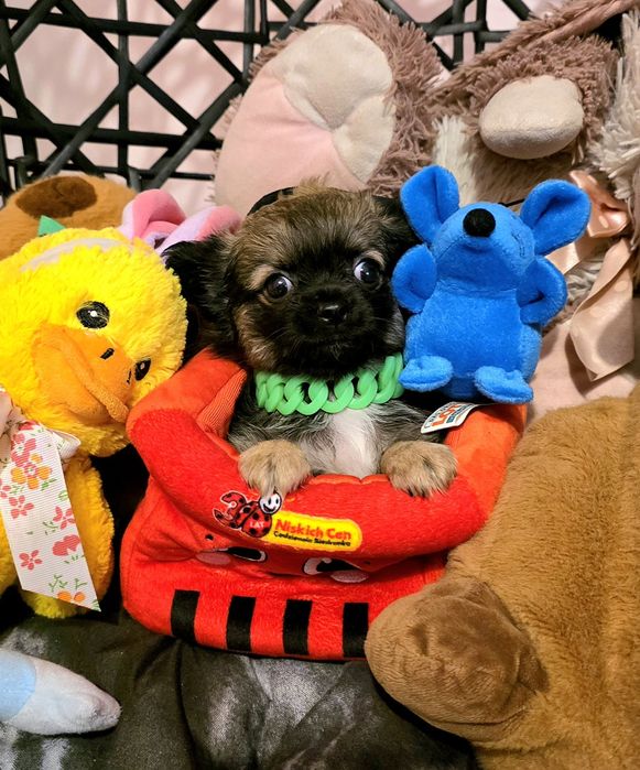 Długowłosy samiec samczyk chihuahua beżowy