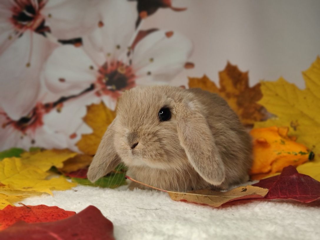 Króliczki Mini Lop. Piękne króliczki domowe.