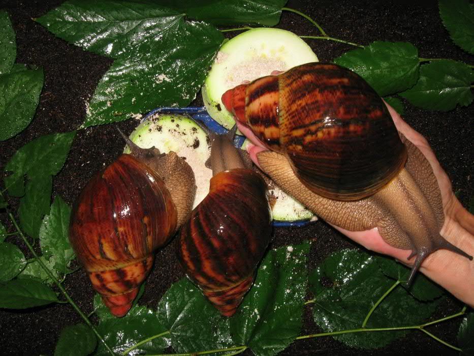 Кладка Сухопутной Улитки Архахатина Маргината Сутуралис
