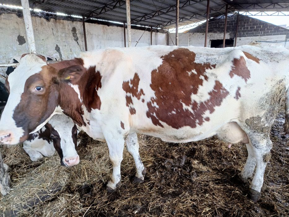 Krowy mleczne do dalszej hodowli cielne