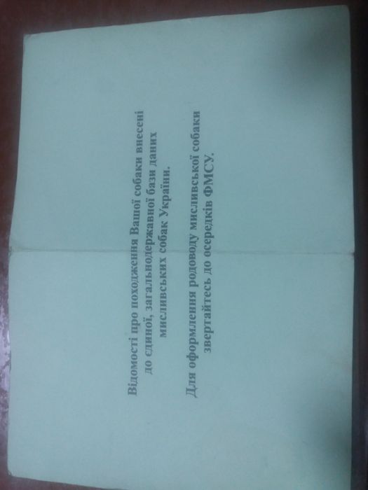 продам цуценята ягтерєра