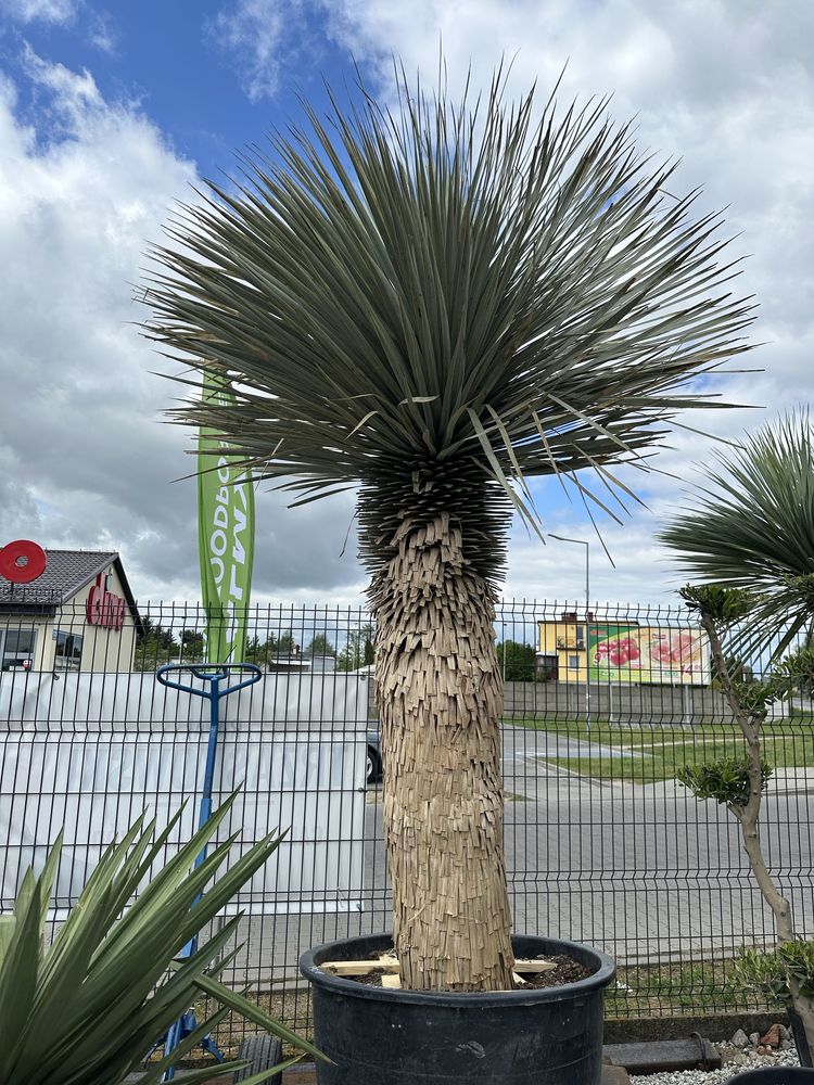 Juka Roztrata Yucca Roztrata Mega Gruby pień
