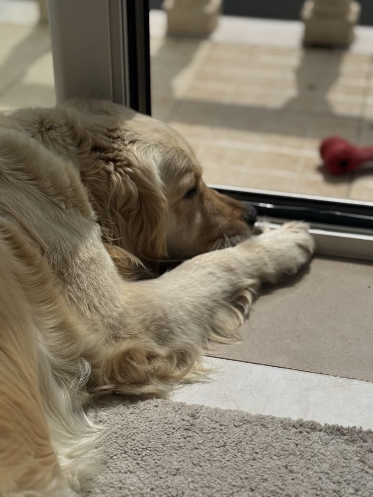Golden retrievier