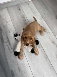 Szczeniak Cocker Spaniel Angielski