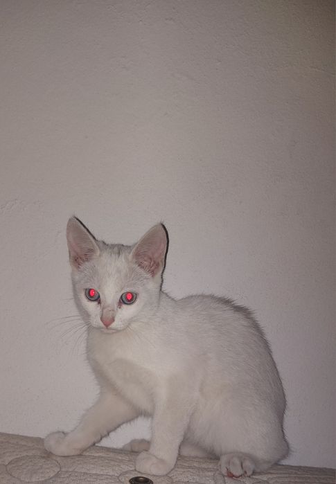 Gatinha para adoção