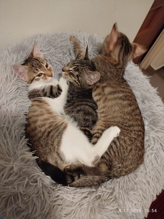 Kociaki 3 miesięczne