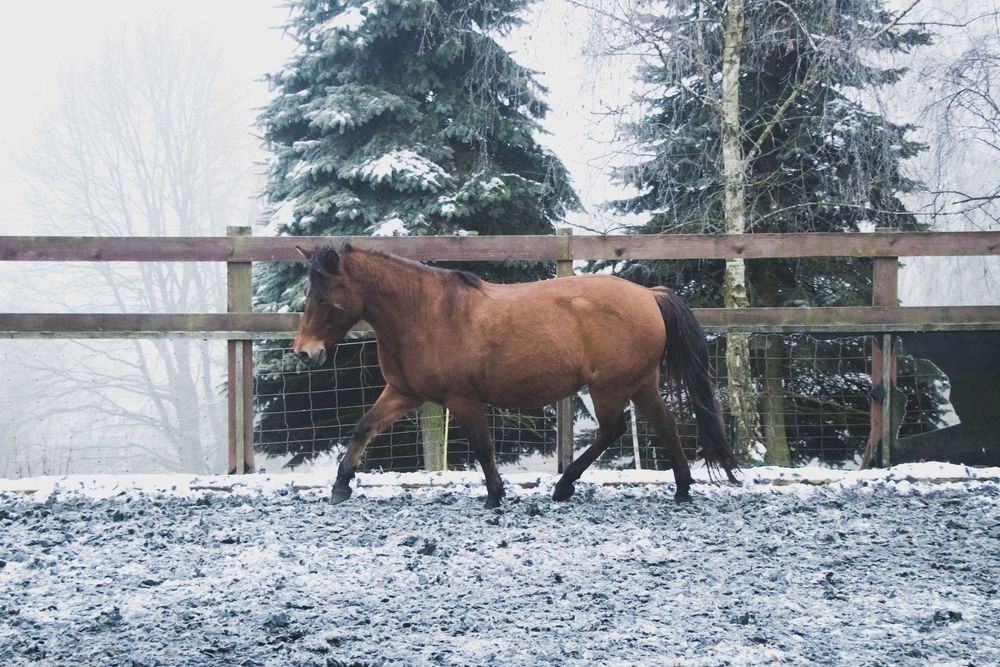 Klacz huculska 9 lat, hucuł, do programu