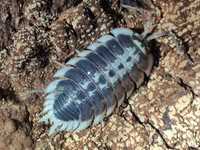 Porcellio flavomarginatus Isopody/prosionki/ekipa sprzątająca/trudne