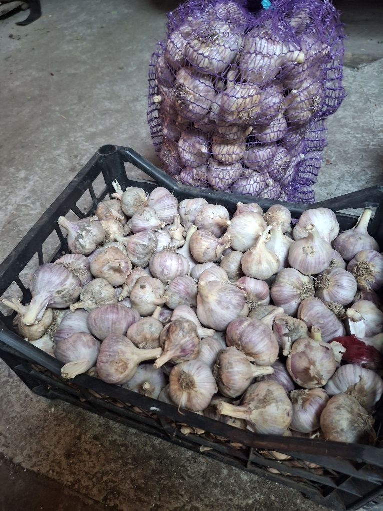 Продам цибулю, часник