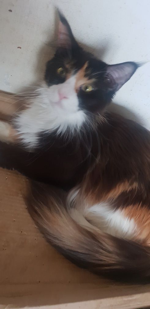 Śliczna kotka Maine Coon