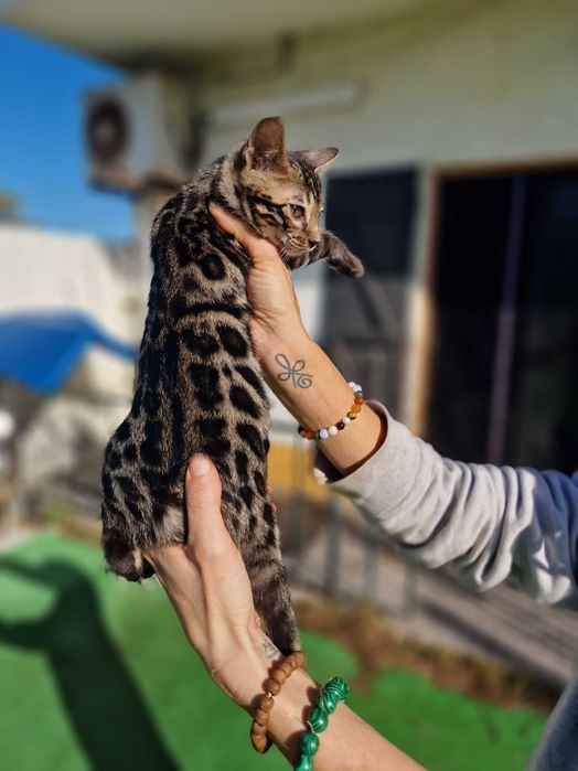 Gatinho de bengala (macho)
