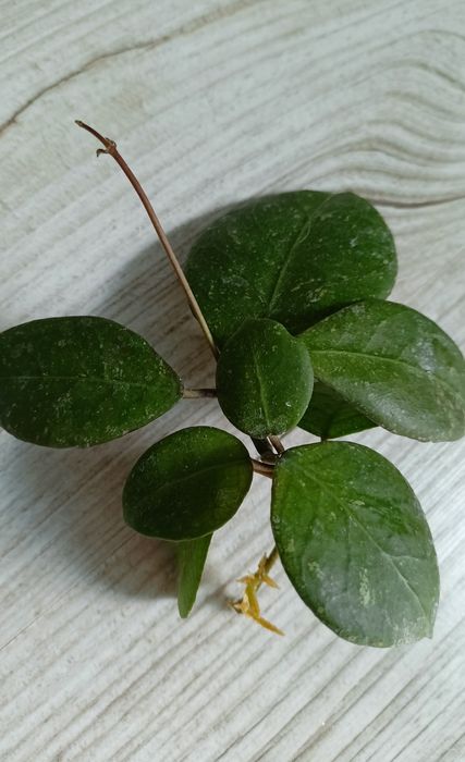 Hoya ovatifolia rosnąca