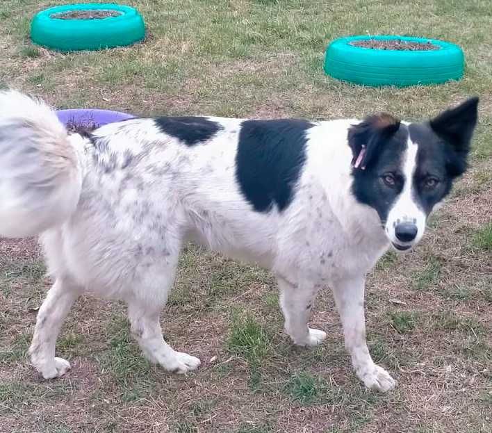 Тіна в добрі руки