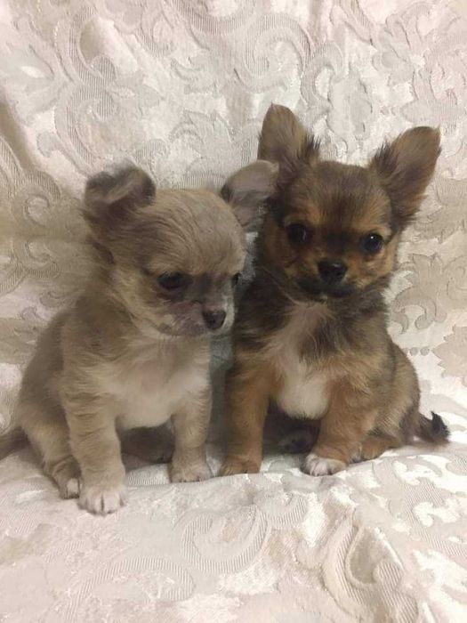 Чіхуахуа красень Ромка запрошує на вязку