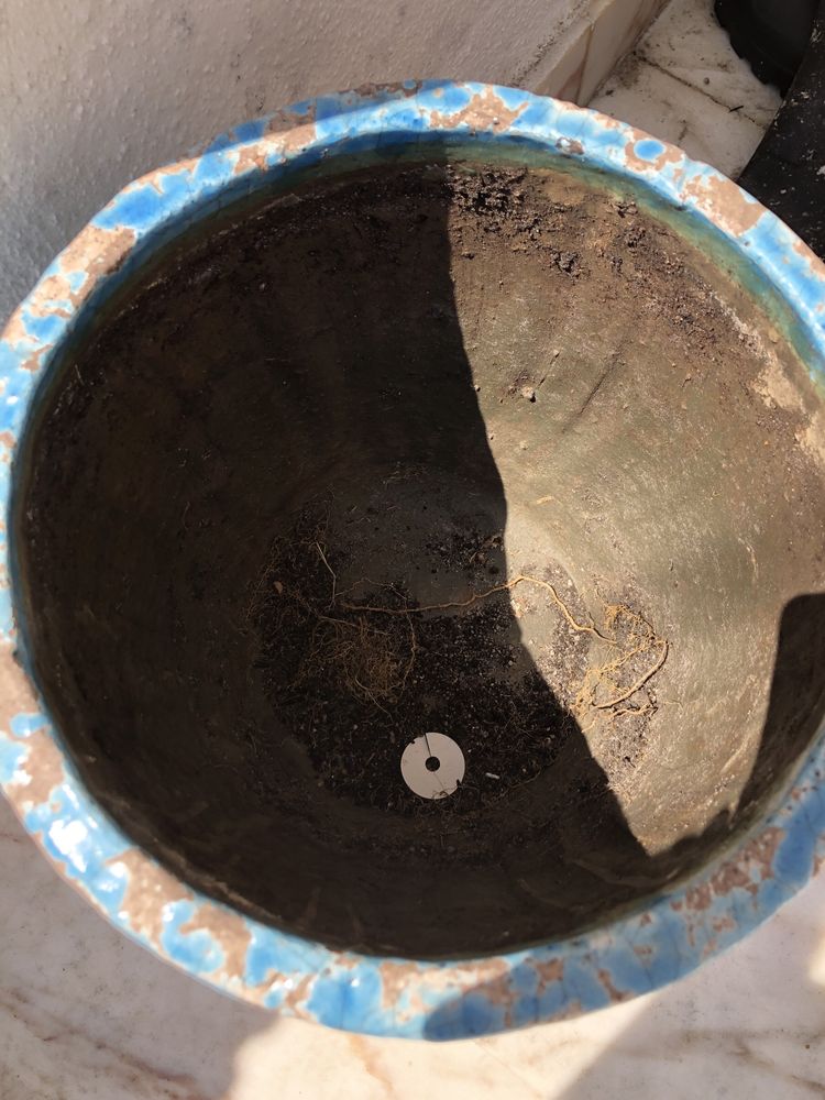 Vaso azul Horto do Campo Grande