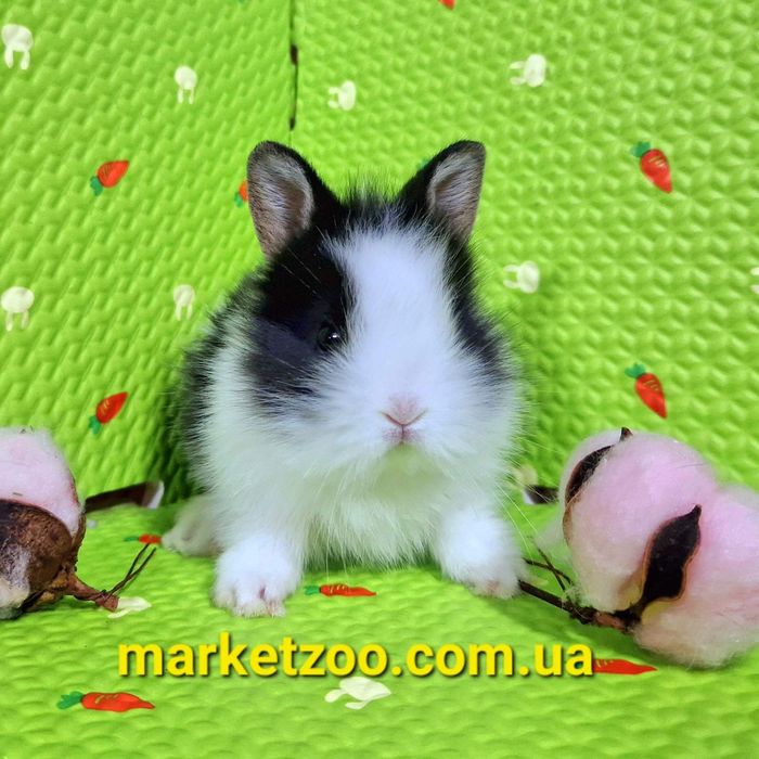 Миниатюрный львиноголовый малышь