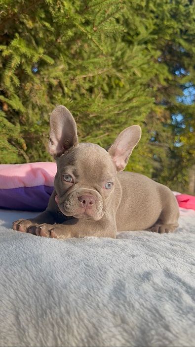 Buldog Francuski dziewczynka New shade Isabella