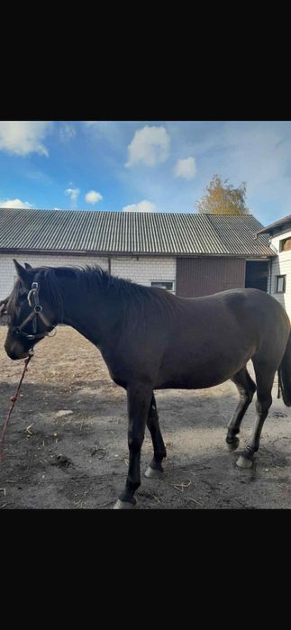 Sprzedam czteroletnią KLACZ