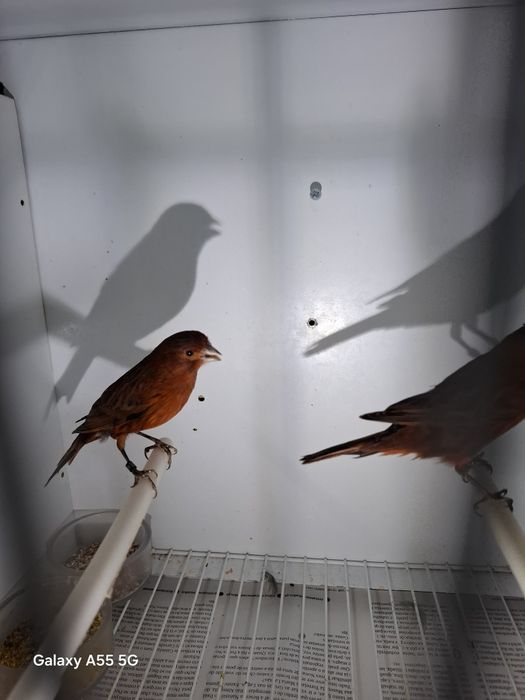 Canarios para venda 2025