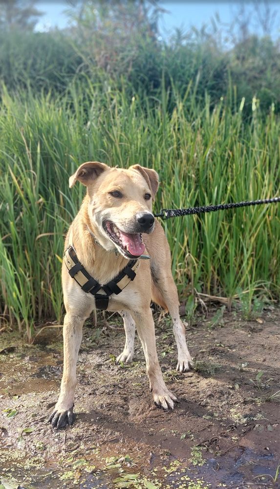 Kochany Jetson do adopcji! Za darmo, do oddania