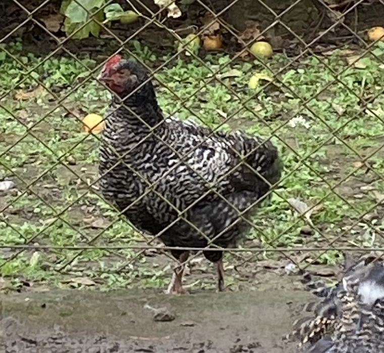 Півень  /. Когут