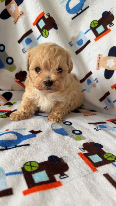 Maltipoo samiec  mini xxs krotki pusiu tata pudel toy RED BROWN FCI