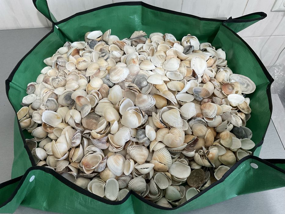 Ракушки разные, мушлі