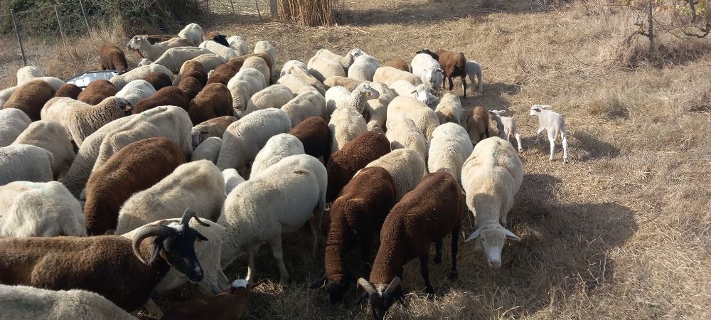 Rebanho de ovelhas paridas com borregos