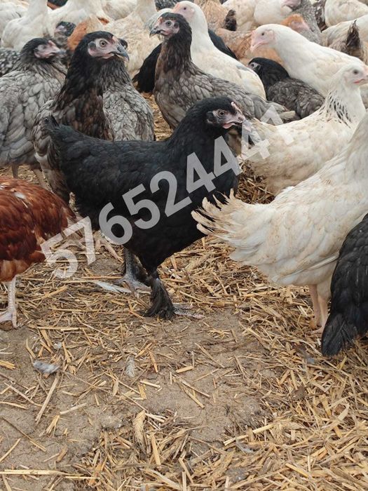 Kury Rosa Leghorn Dominant Lohman Greenshel