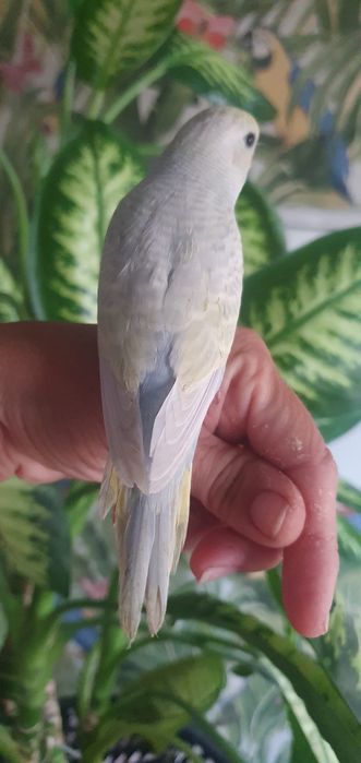 Caturras criadas à não