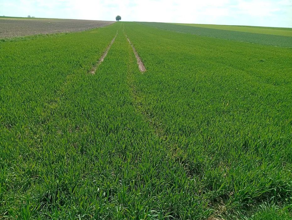 Ziemia orna klejniki gm. Czyże kl.IVA i IVB