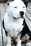 American Bully ,  szczeniak b. Mocny!