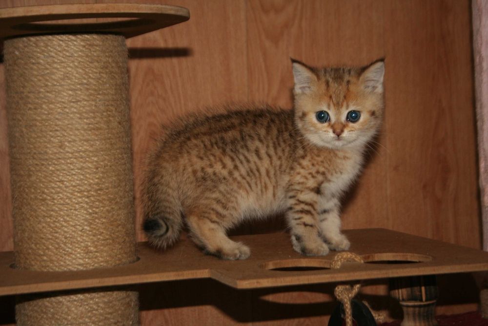 Золотий шиншила, що втішає та звеселяє