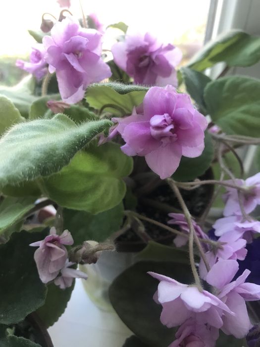 Продам фиалки цветущие