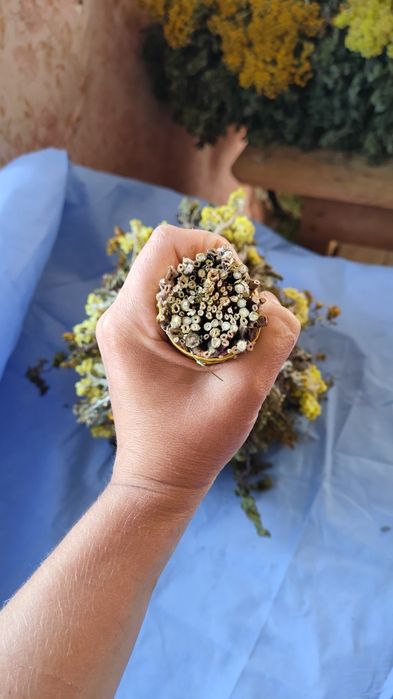 Віники для бані(лазні)+ Віники з лікарських трав (10 видів)