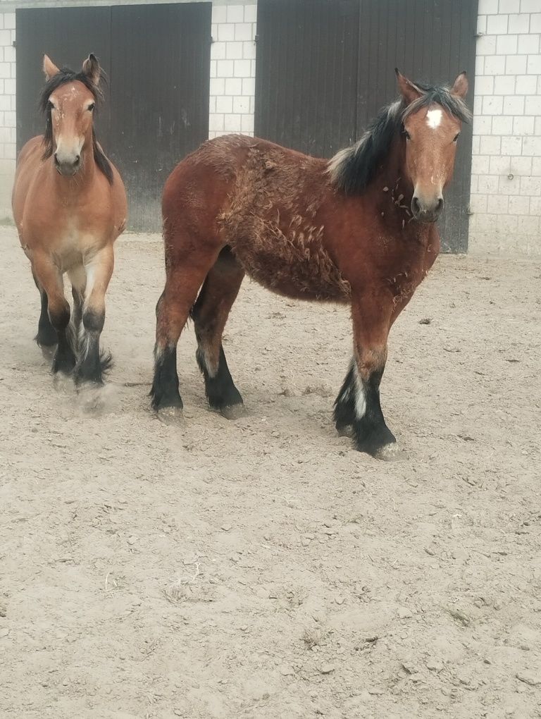 Sprzedam 3 źrebice zimnokrwiste i źrebaka ( księgi główne)